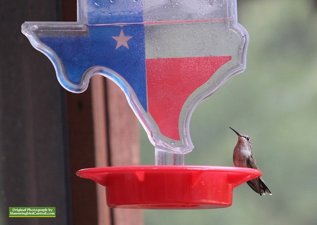 State of Texas hummingbird feeder